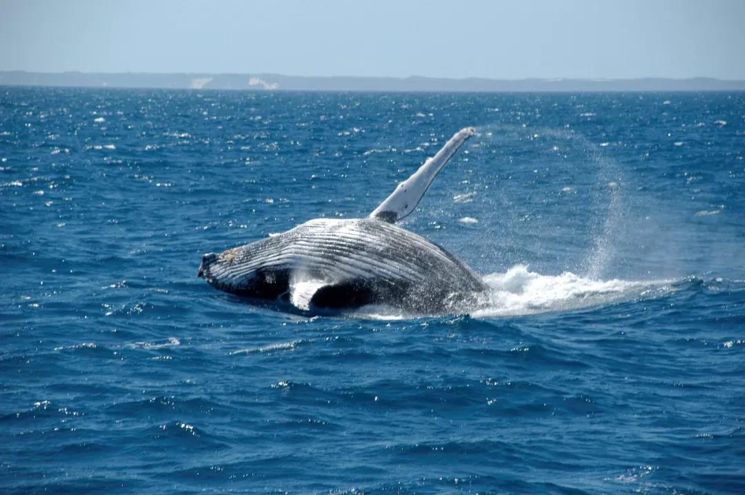 震撼航拍鲸鸥同舞海天一色涠洲海域生态美